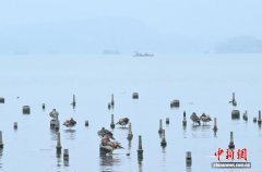 浙江杭州：春雨绵绵“雨湖”醉人